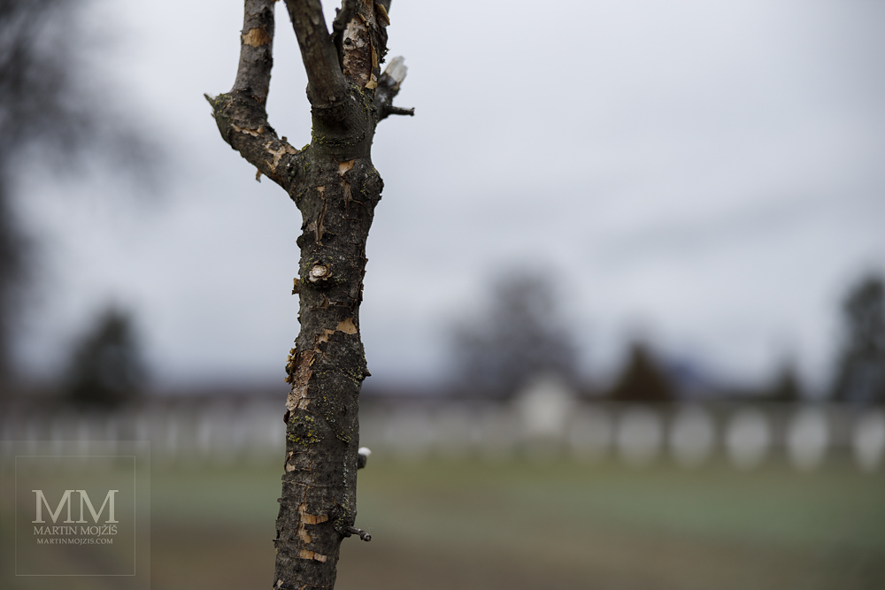 Suchý strom u hřbitova. Fotografie zhotovená objektivem Canon RF 28 – 70 mm 1 : 2 L USM.